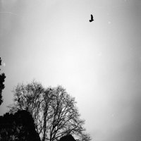 Black Skies