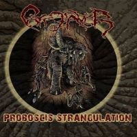 Côte D’Aver - Proboscis Stangulation