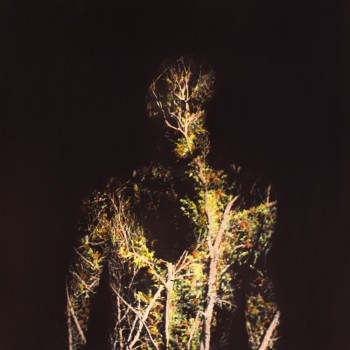 O – When Plants Turn Into Stones